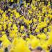 Michigan fans wave yellow pom pons as they cheer during the fourth quarter against Michigan State at Michigan Stadium on Saturday afternoon. Melanie Maxwell I AnnArbor.com